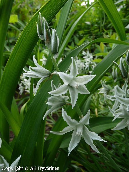 Ornithogalum nutans, nuokkuthdikki